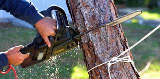 Professional Tree Removal and Landscaping Services in Southchase, FL